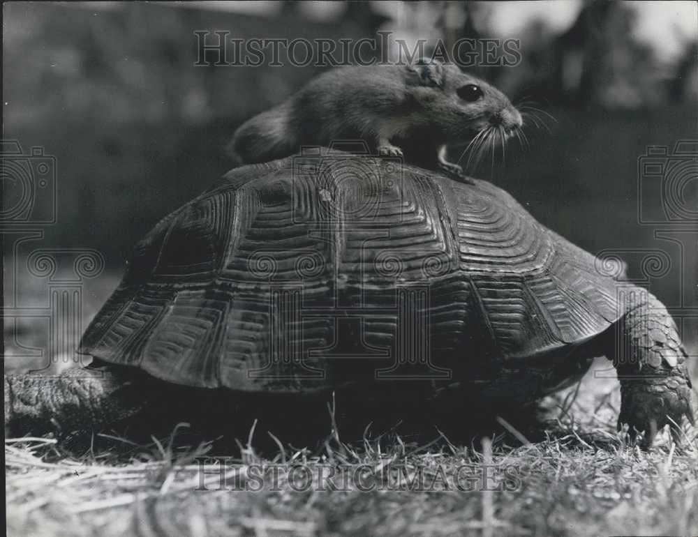 Press Photo Herbie the Gerbil Rides Tortoise Fred - Historic Images