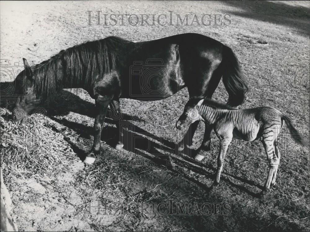 1953 Press Photo Zebroid Born at Nuremberg Zoo - Historic Images