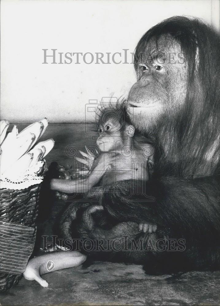 1970 Press Photo Baptism Of Orang-Outang Guggi At The Zoo Hellabrunn - Historic Images