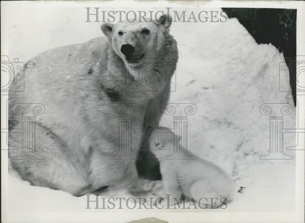 Press Photo &quot;Isabella&quot; &amp; Baby Cub at Stockholm Zoo - Historic Images