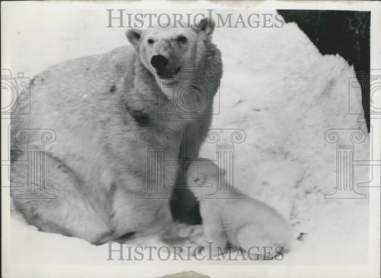 Press Photo "Isabella" & Baby Cub at Stockholm Zoo - Historic Images