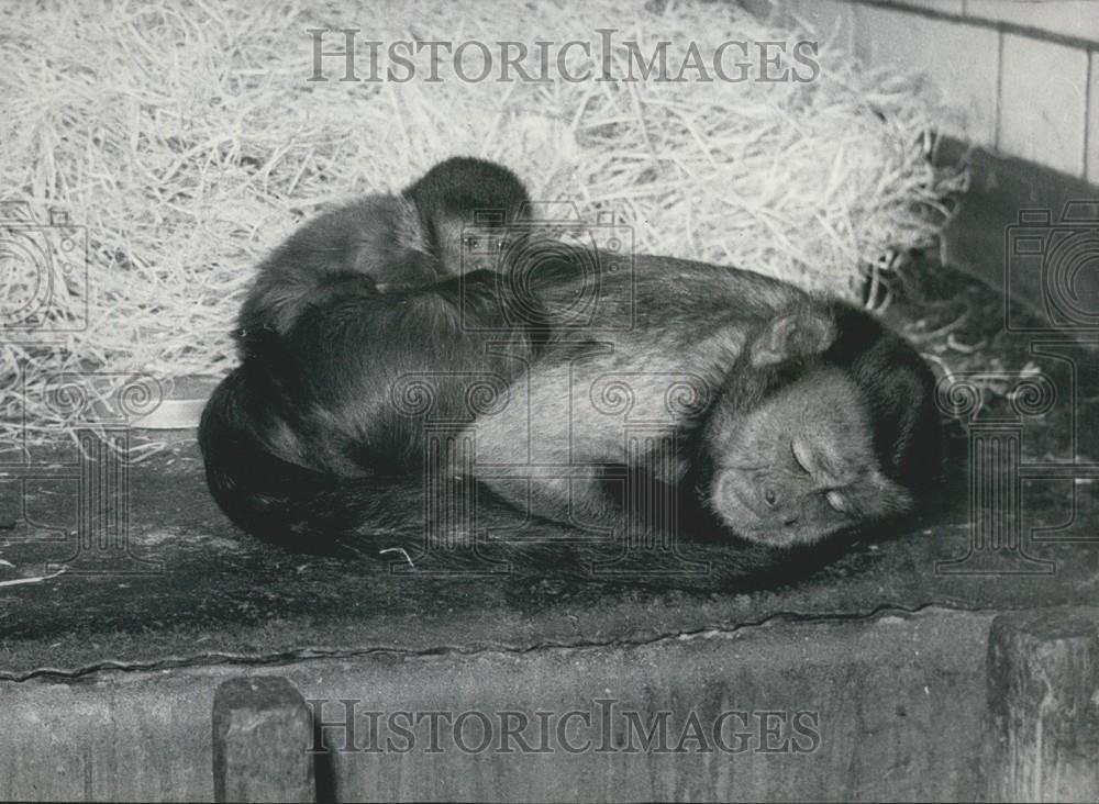 1965 Press Photo Birth of Brown Capuchin at London Zoo - Historic Images