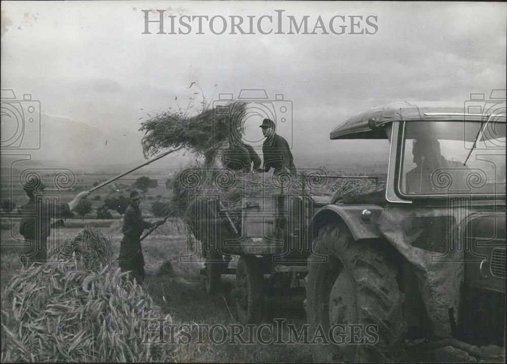 1960 Press Photo German Army Harvest, Fritzlar, Haddamar, Hesse, West Germany - Historic Images