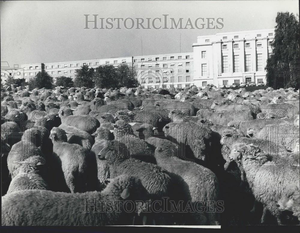1973 Press Photo Sheep, United Nations, Geneva, Switzerland - Historic Images
