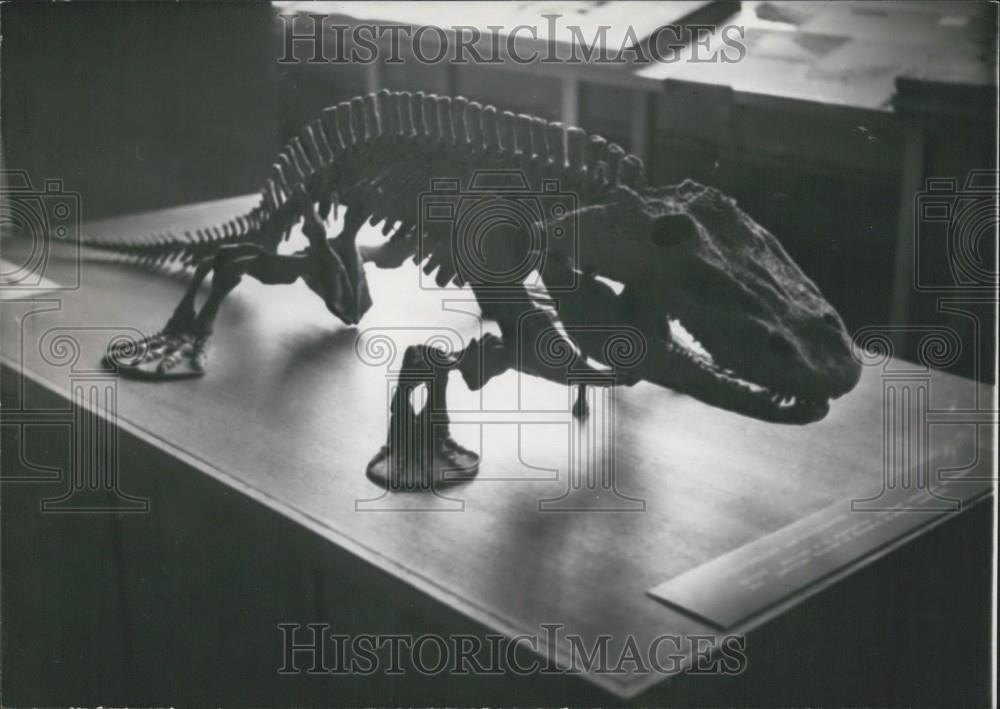 1958 Press Photo Prehistoric Animals On Show In Paris Museum - Historic Images