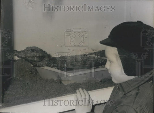 1969 Press Photo Child Views Baby Alligator - Historic Images