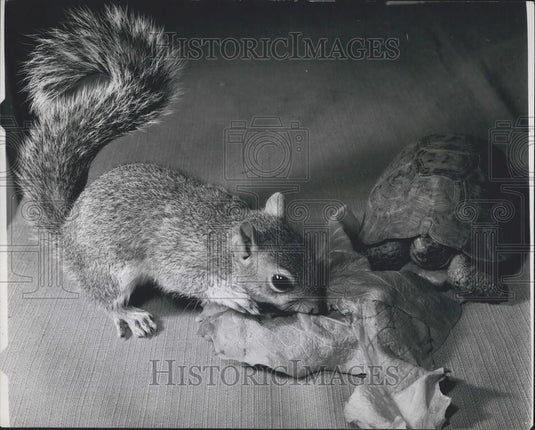 Press Photo Tommy Tortoise, Sammy Squirrel, Highgate Woods - Historic Images
