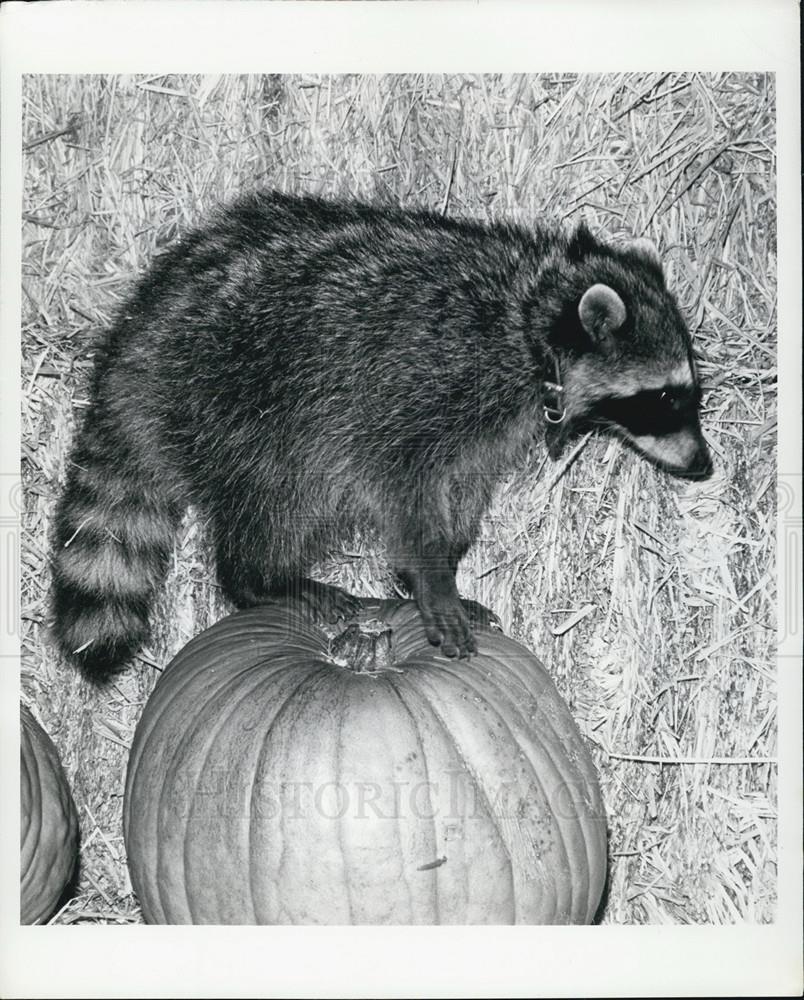 Press Photo San Diego Zoo&#39;s Ruby raccoon is feeling on top of it all - Historic Images