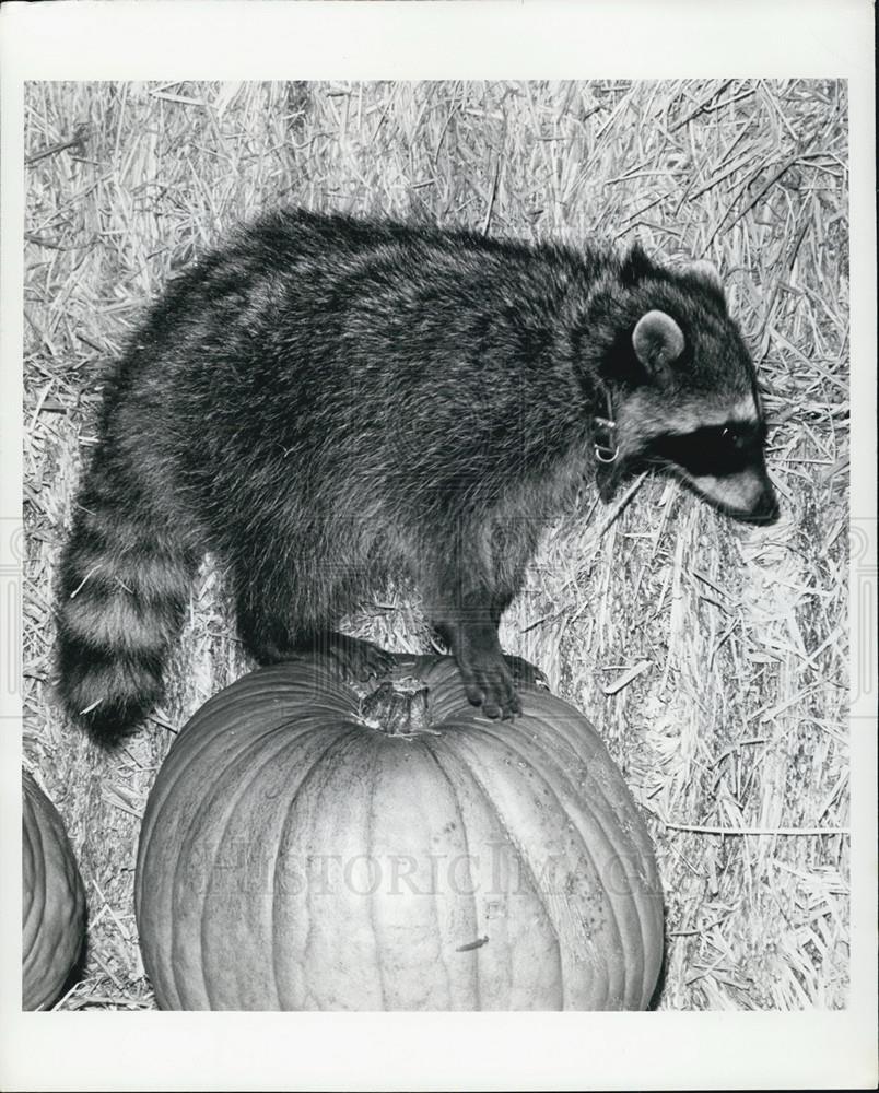 Press Photo San Diego Zoo's Ruby raccoon is feeling on top of it all - Historic Images