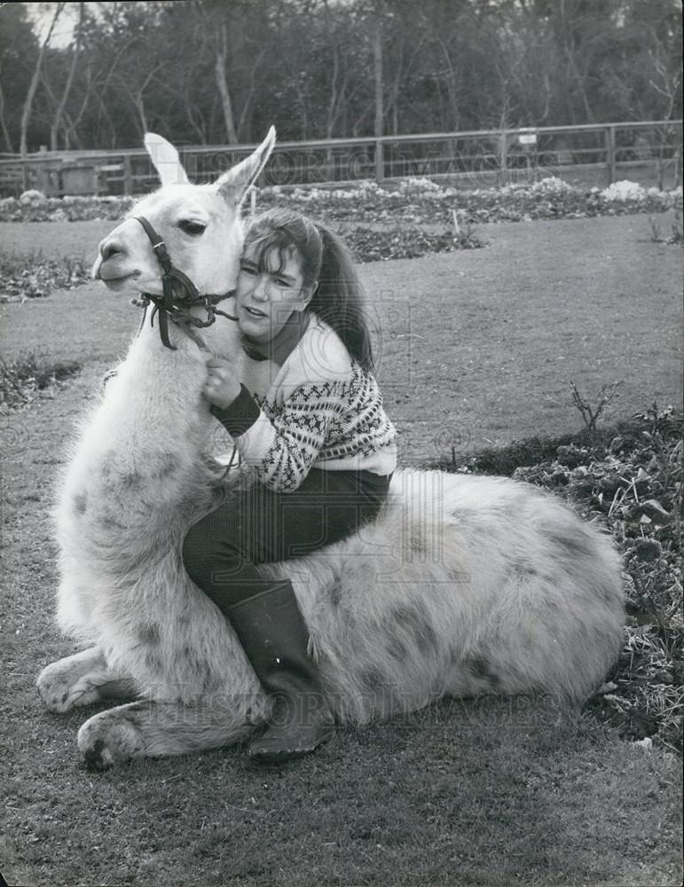 1967 Press Photo Julie Cook And Her Pet Llama From Flamingo Park Zoo, Yorkshire - Historic Images