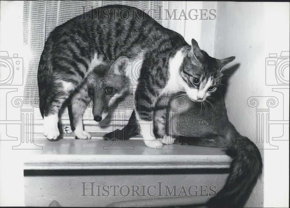 1962 Press Photo Fox and a cat play together - Historic Images