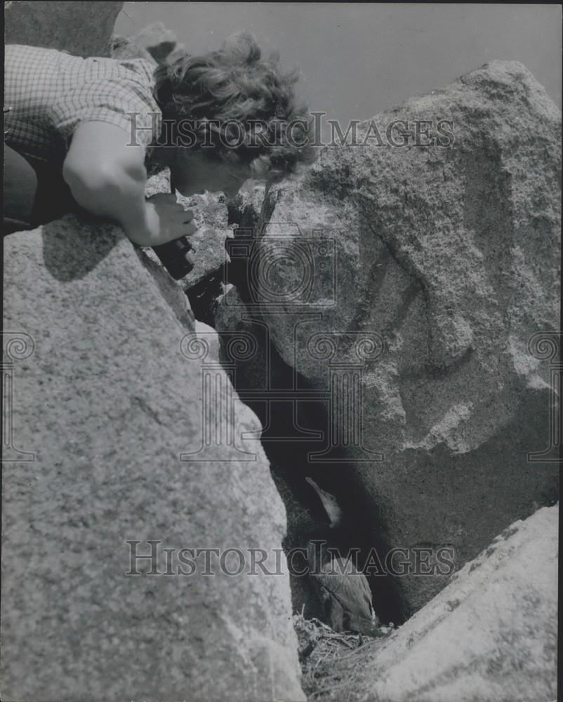 Press Photo Barbara Whittaker Finds Nest Of A Shag In Rocks - Historic Images