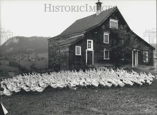 1981 Press Photo 700 geese for Christmas are grazing on this nourishing pasture - Historic Images