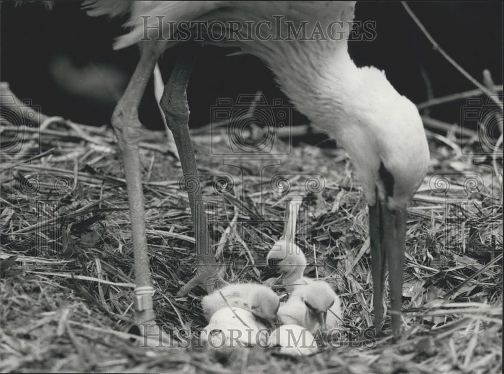 1981 Press Photo Young Storks Near Lake Biel Altreu Switzerland - Historic Images