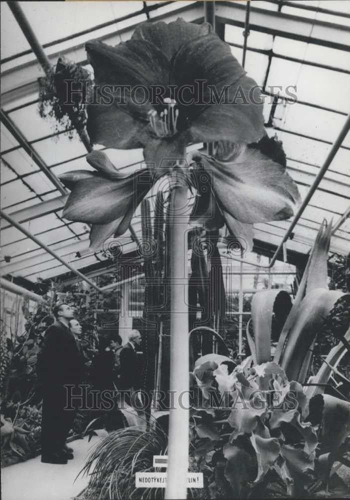 1962 Press Photo Amaryllis Botanical Gardens Liberec Czechoslovakia - Historic Images