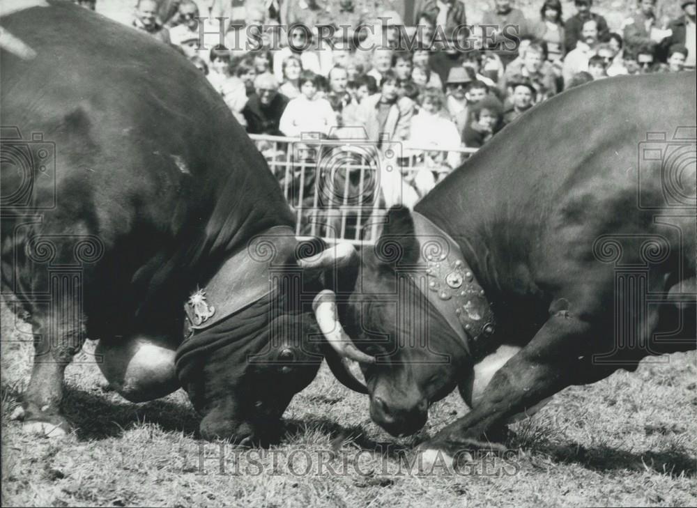 1985 Press Photo Cow Fights Take Place In Switzerland - Historic Images