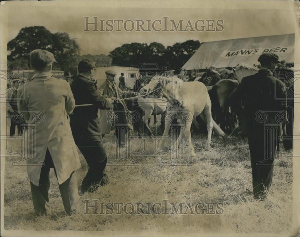 1952 Press Photo Welsh Pony Barnet Horse Fair Bucks - Historic Images