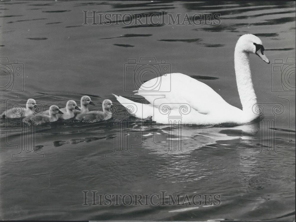 1972 Press Photo Young Swans Follow Wake Mother - Historic Images