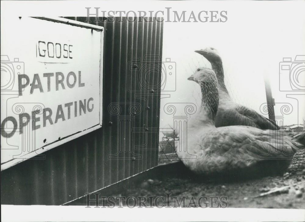 1963 Press Photo Operation Goose Patrol - Historic Images