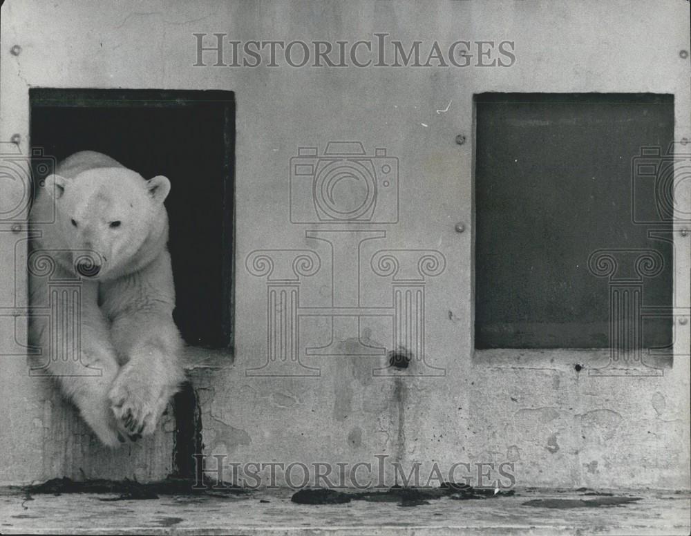 1967 Press Photo Hans Polar Bear Dudley Zoo Worcestershire - Historic Images