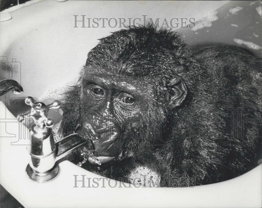 Press Photo Gorilla Drinking Water In His Bath - Historic Images