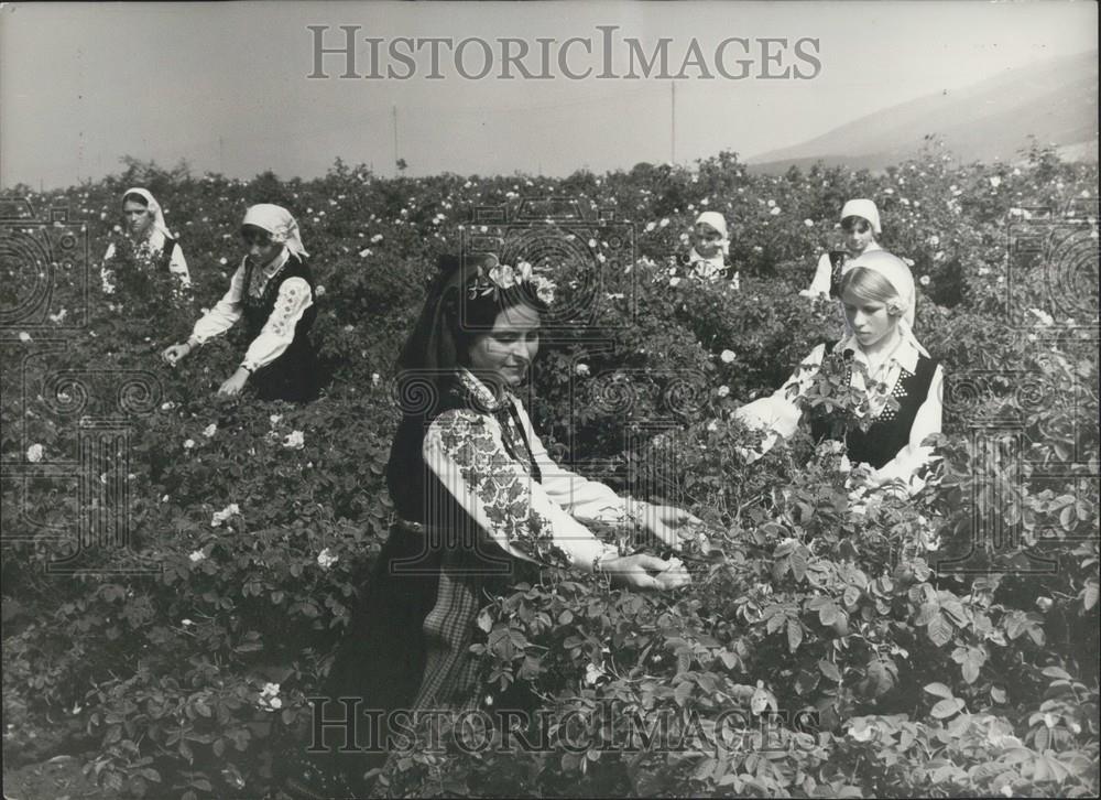 Press Photo Festival Of The Rose, Karlovo, Bulgaria, Rose Valley - Historic Images