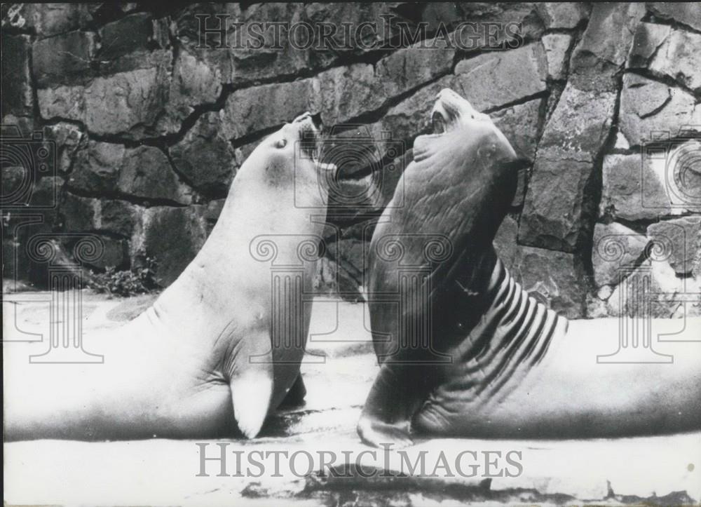 1965 Press Photo Seals At Berlin Zoo - Historic Images