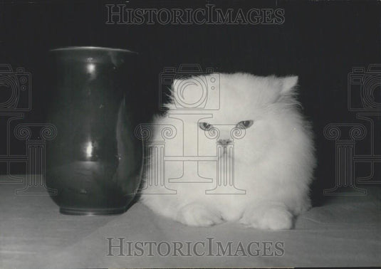 1957 Press Photo Doudou Le Erehat White Persian World's Most Beautiful Cat Paris - Historic Images