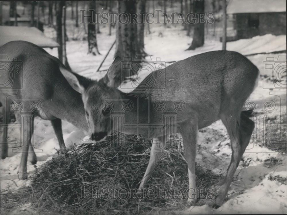 Press Photo Deer Eat Hay - Historic Images