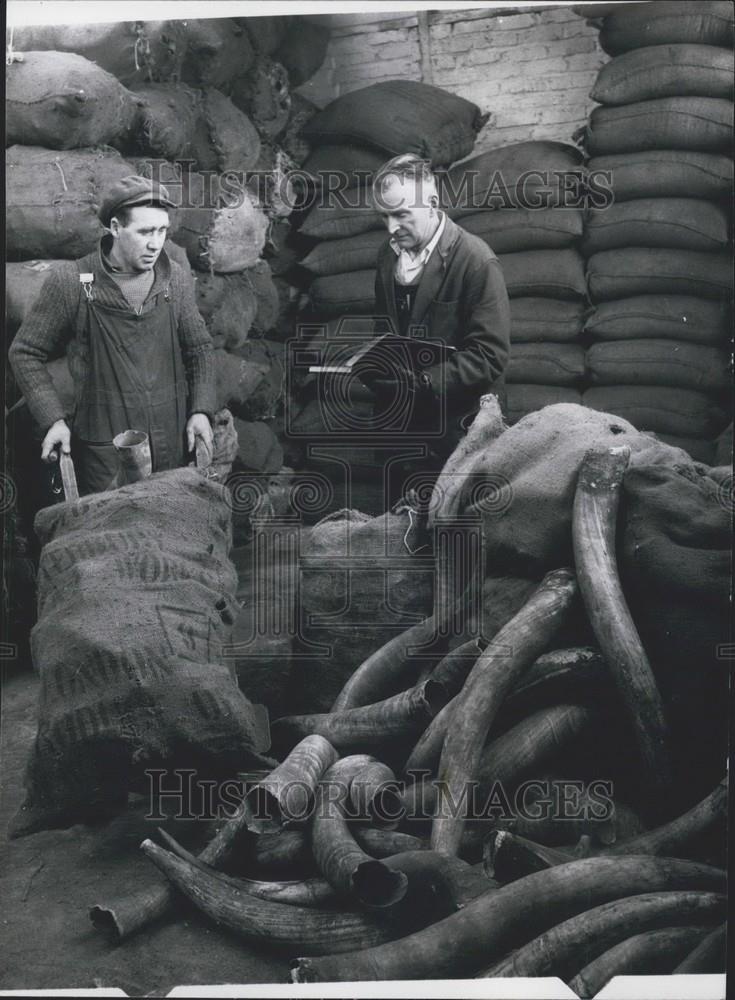 Press Photo  David Christined foreman, counts the numbers of cut horns for expor - Historic Images