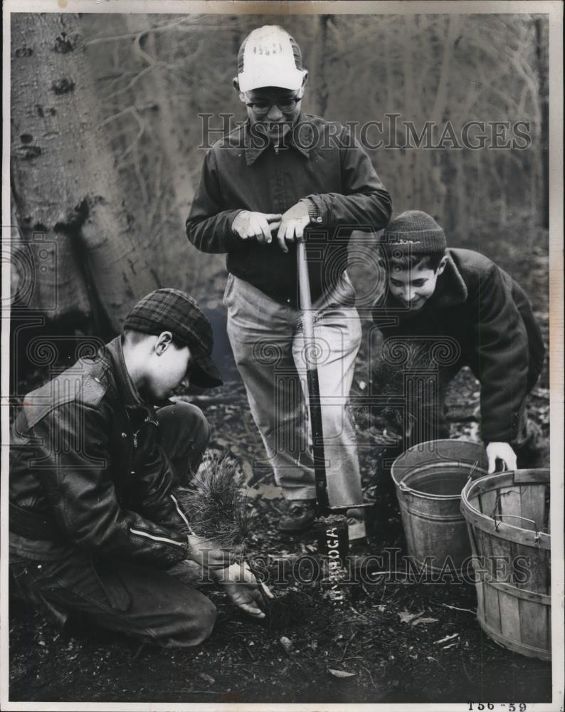 1956 Press Photo Boy scouts planting a White Pine for deforestation - Historic Images