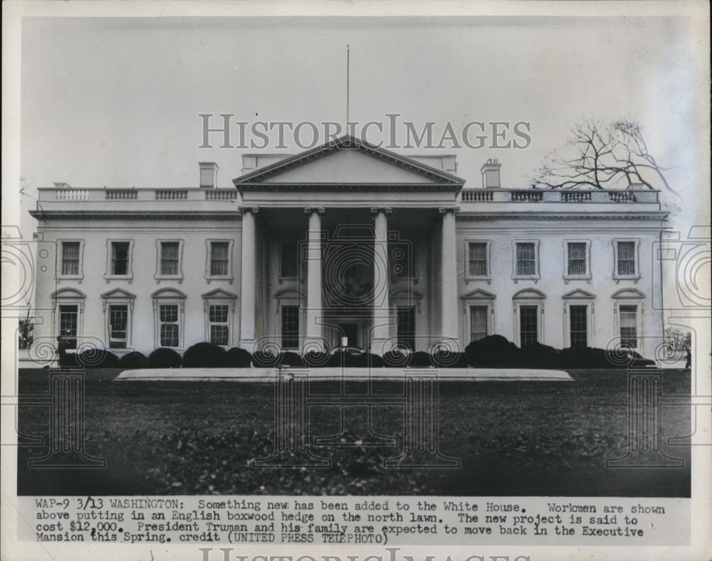 1952 Press Photo Workmen add English Boxwood Hedge to North Lawn of White House - Historic Images