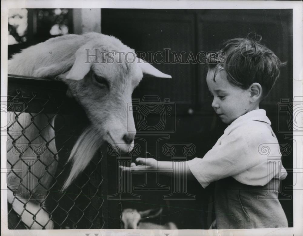 1950 Press Photo of Paul Perdikos 2, feeding a goat at the London Zoo. - Historic Images