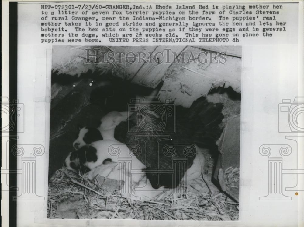 1960 Press Photo Hen Playing Mother to Seven Fox Terrier Puppies - Historic Images