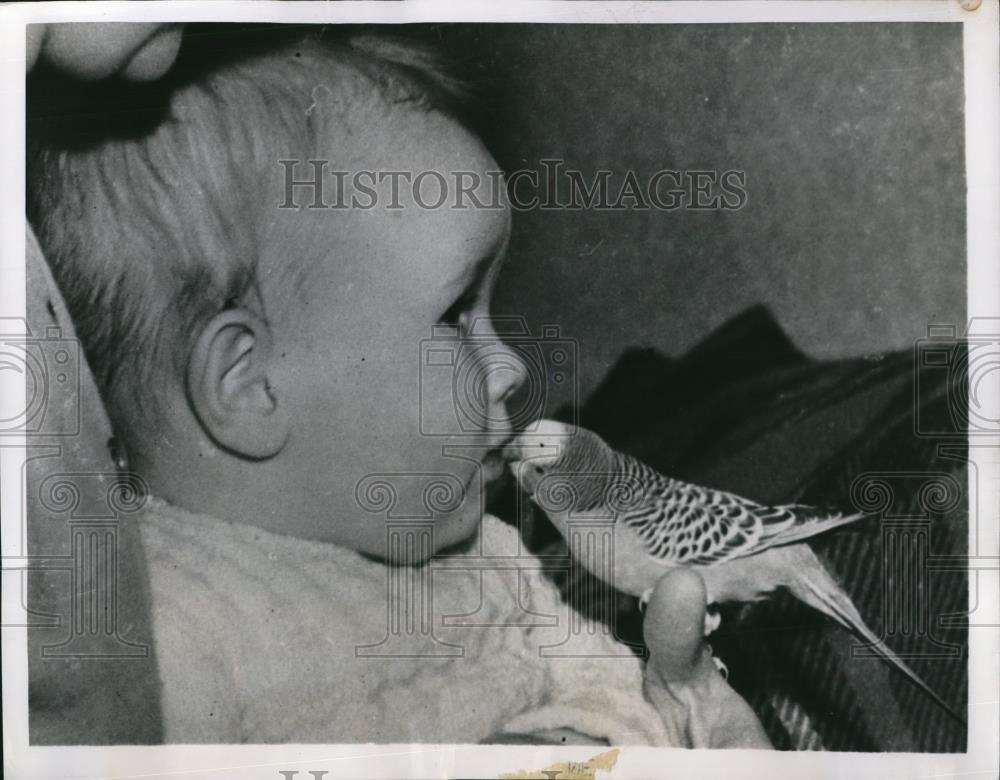 1951 Press Photo Zebra Parakeet, Bobby gives Michael Wallis a pecking kiss - Historic Images