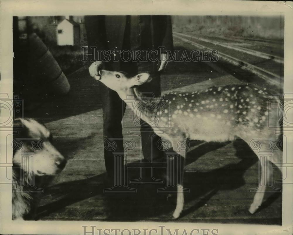 1928 Press Photo A deer fawn rescued by Dempsey of Great Northern RR - Historic Images