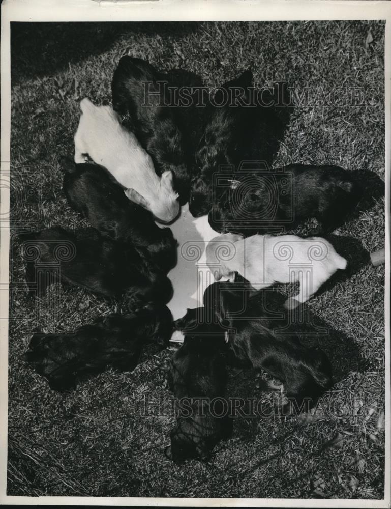 1947 Press Photo Seattle Wash Ten cocker spaniel puppies at HE Pratt home - Historic Images