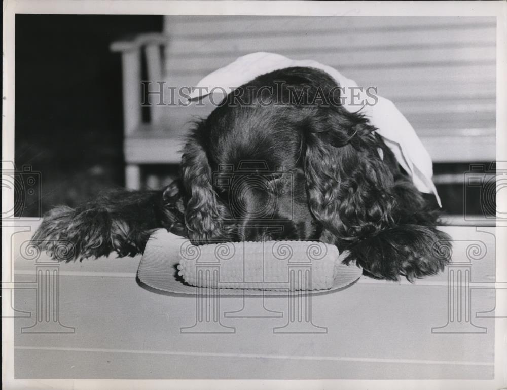 1950 Press Photo Melody Cocker Likes Corn on the Cob - Historic Images