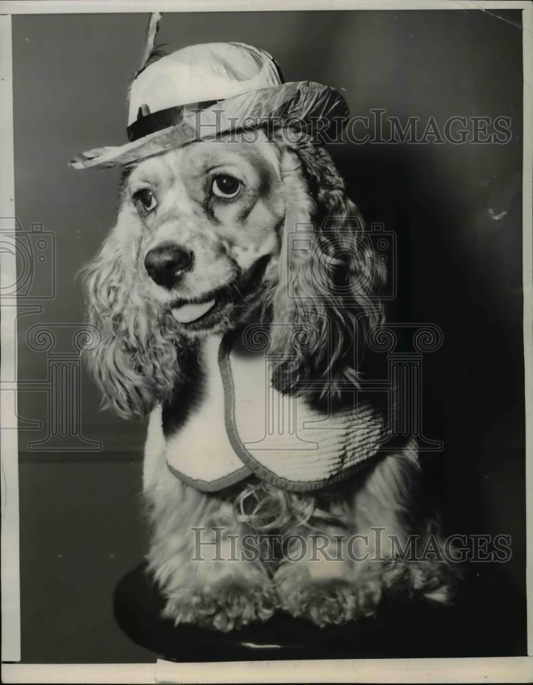 1951 Press Photo Chicago Belle the cocker spaniel owned by Ed Jenner - Historic Images