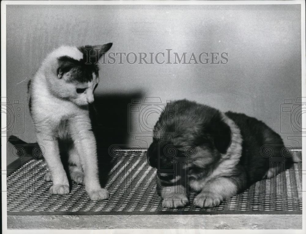 1960 Press Photo Mister Pooch responds to a kitty&#39;s overtures with a sneeze - Historic Images