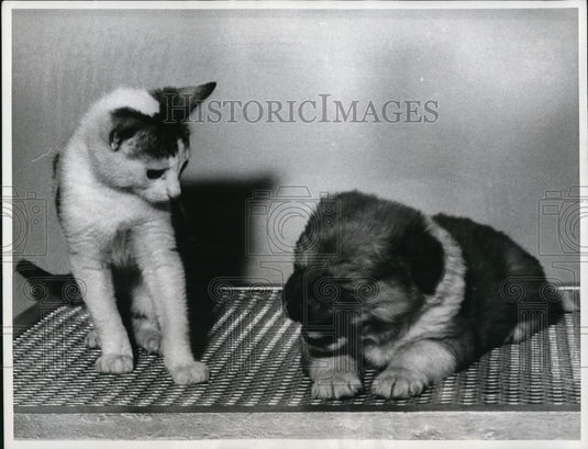 1960 Press Photo Mister Pooch responds to a kitty's overtures with a sneeze - Historic Images