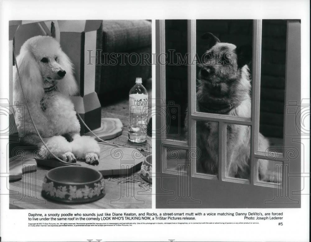 1994 Press Photo Look Whose Talking Now Danny Devitoes - cvp23100 - Historic Images