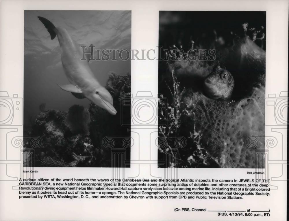 1994 Press Photo Scenes from Jewels of the Caribbean Sea - cvp25062 - Historic Images