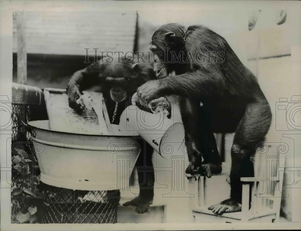 1937 Press Photo Peter &amp; Jackie the chimps at London zoo - Historic Images