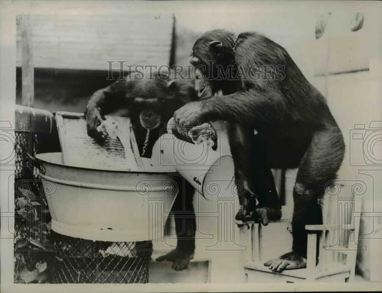 1937 Press Photo Peter & Jackie the chimps at London zoo - Historic Images
