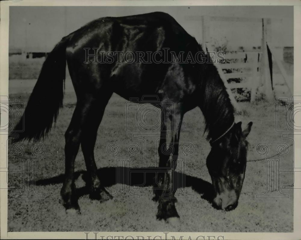 1939 Press Photo Hunch-backed horse or Horse-like Camel? - Historic Images