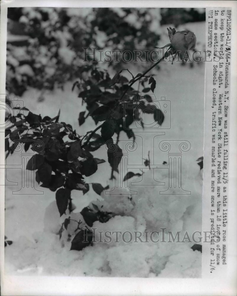 1966 Press Photo Tonawanda NY snow covers a rose bush with 18 inch fall - Historic Images