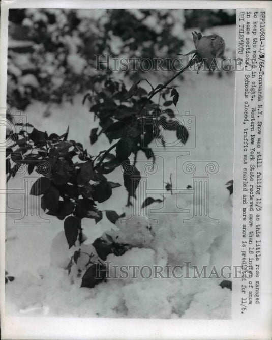 1966 Press Photo Tonawanda NY snow covers a rose bush with 18 inch fall - Historic Images