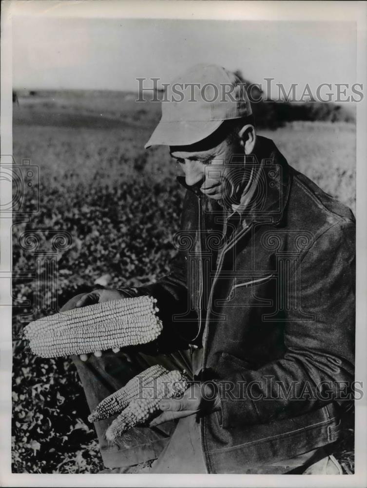 1953 Press Photo The difference between the Aldrin treated stalks &amp; non treated - Historic Images