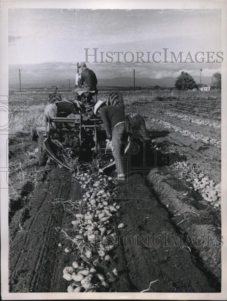 1957 Press Photo Culver Oregon Potato Harvest Good Crop Bad Prices - Historic Images